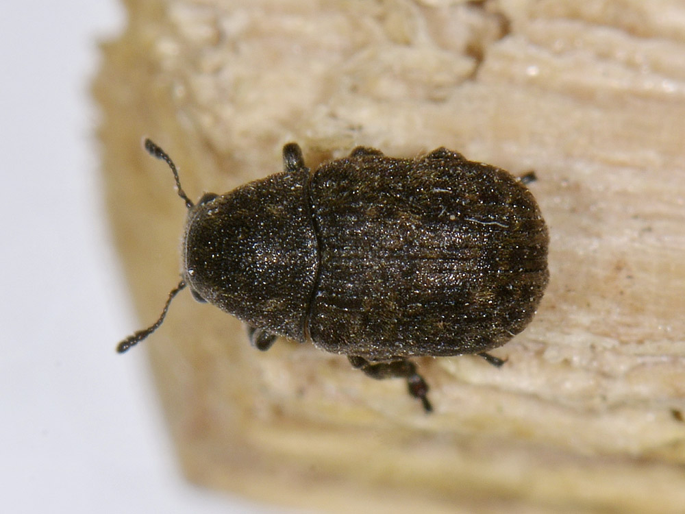 Anthribus nebulosus - Anthribidae